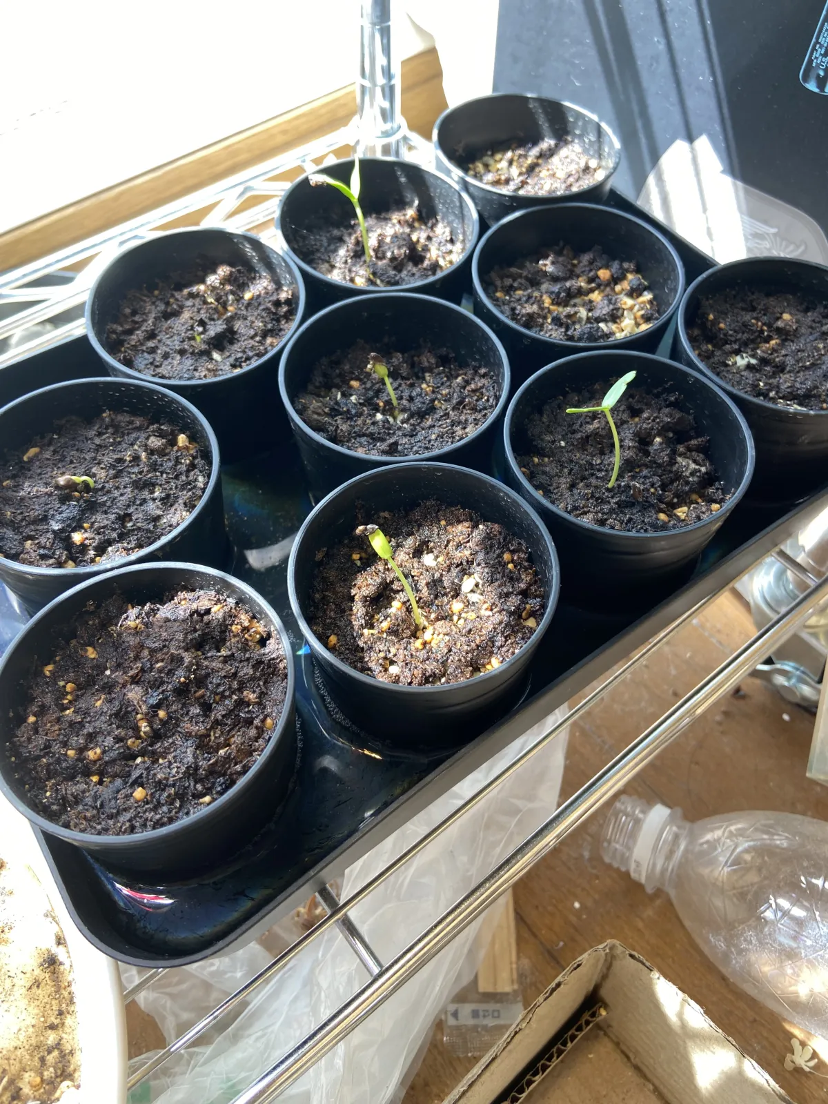 Senna meridionalis (センナ メリディオナリス)