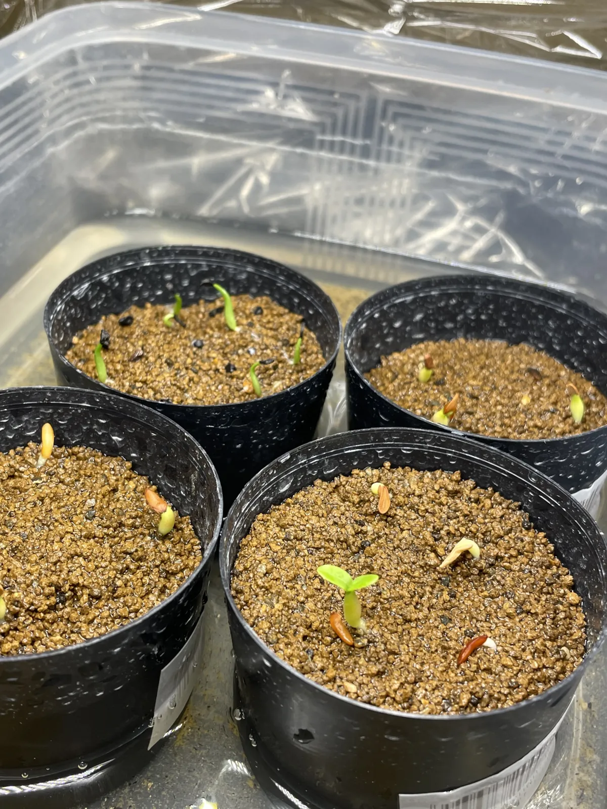 Pachypodium rosulatum var. gracilius (パキポディウム グラキリス)