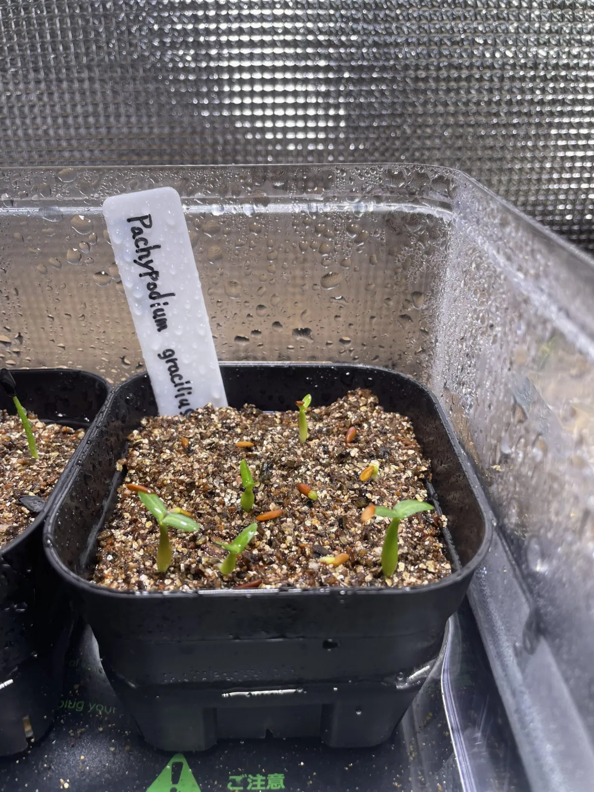 Pachypodium rosulatum var. gracilius (パキポディウム グラキリス)