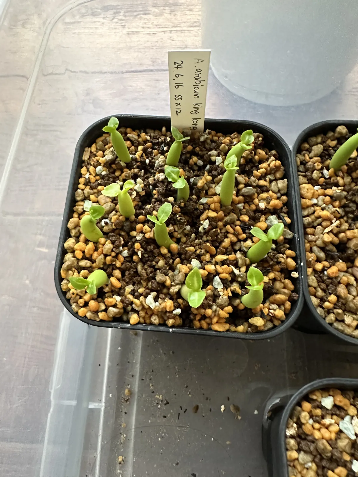 Adenium arabicum King Kong (アデニウム アラビカム キングコング)