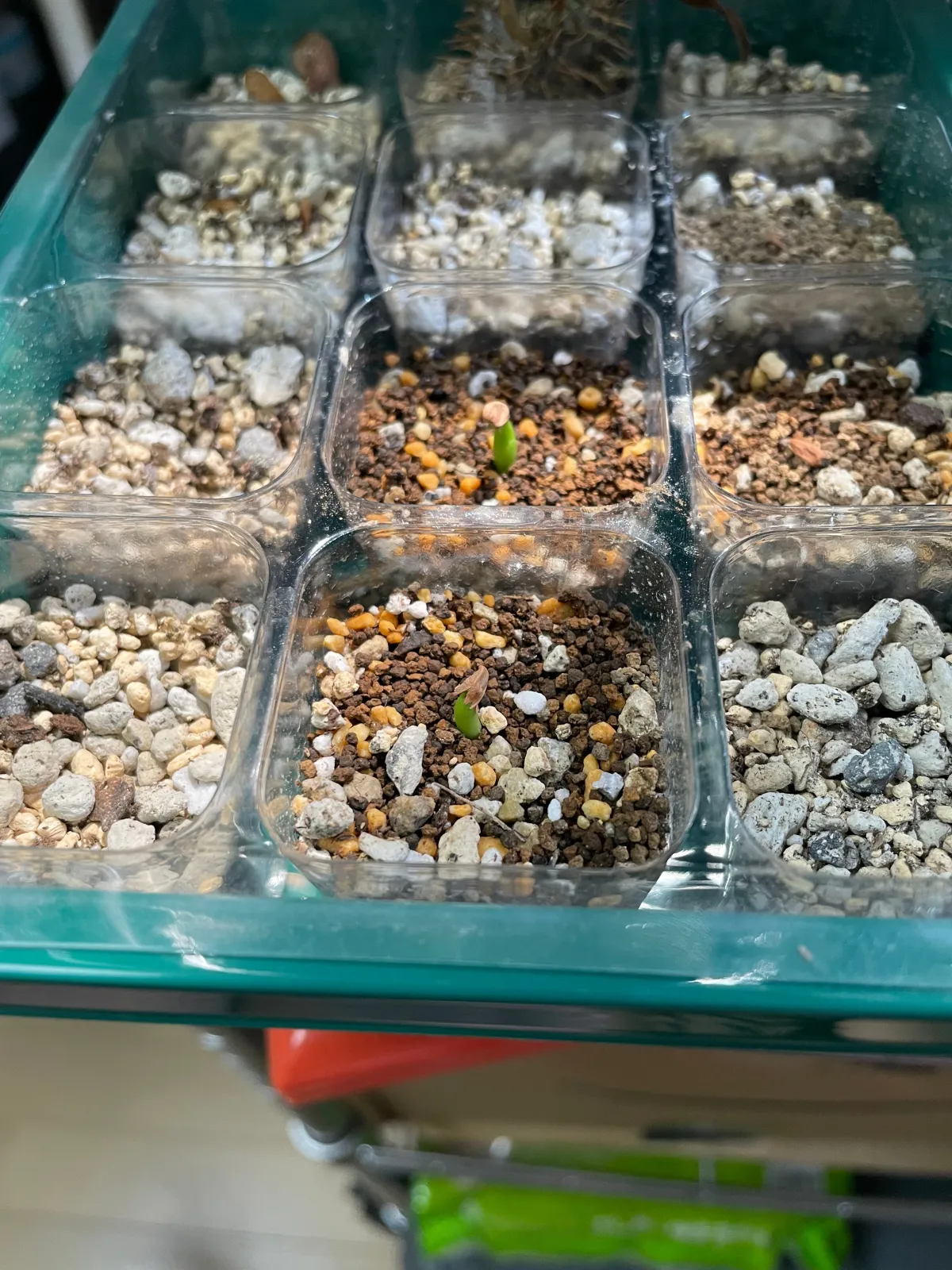 Pachypodium rosulatum var. inopinatum (パキポディウム イノピナツム)