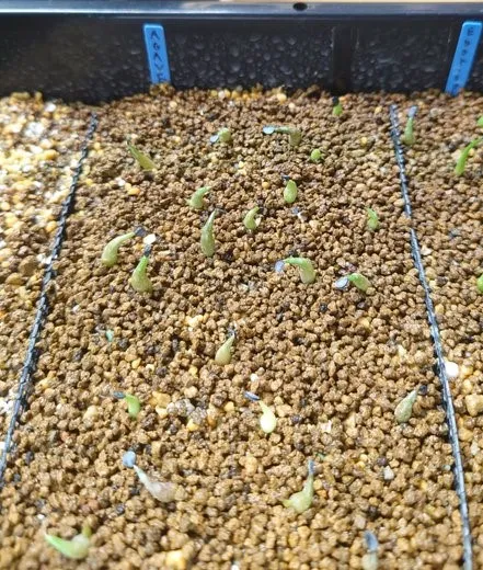 Agave oteroi (アガベ オテロイ)