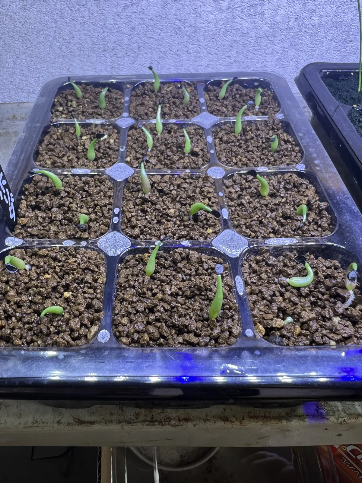 Agave horrida ssp. horrida (アガベ ホリダ)