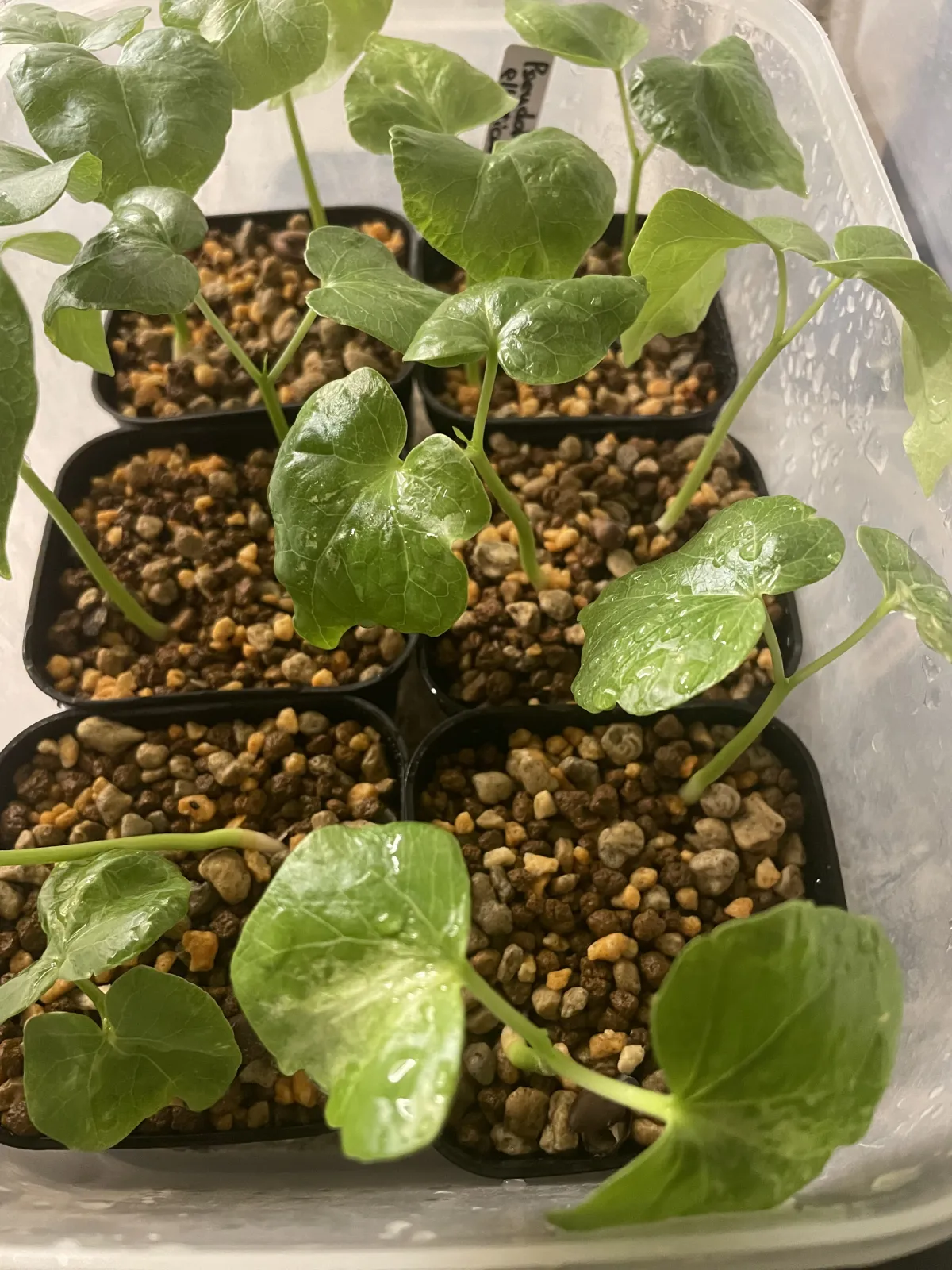 Pseudobombax ellipticum (セウドボンバックス エリプティカム ラブラム)