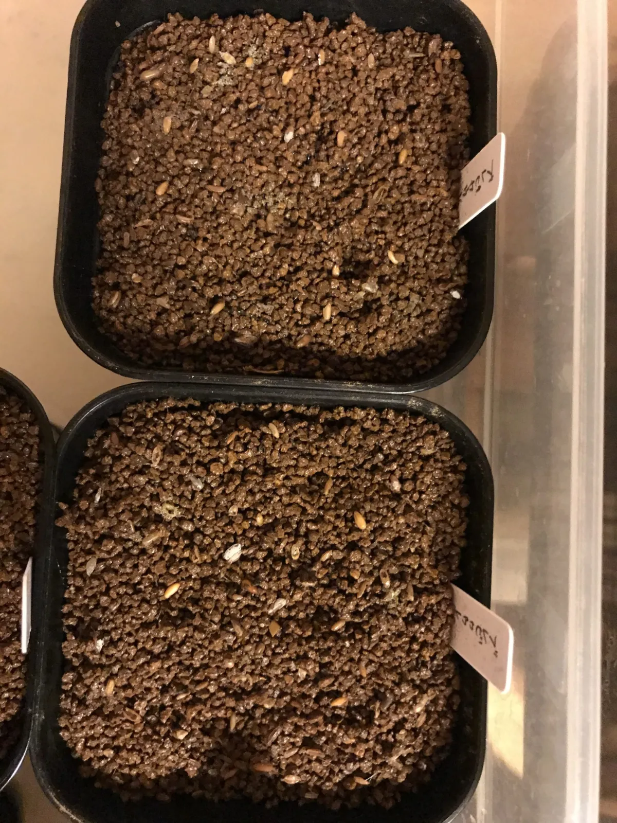 パキポディウム ブレビカウレ