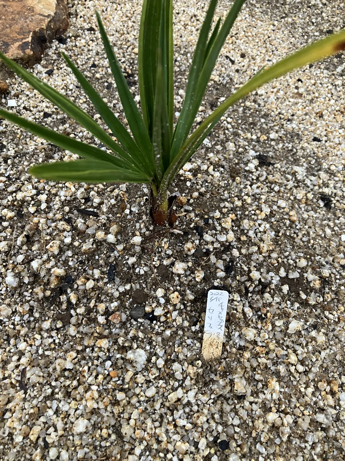 Chamaerops humilis var. cerifera (チャメロプス フミリス セリフェラ)