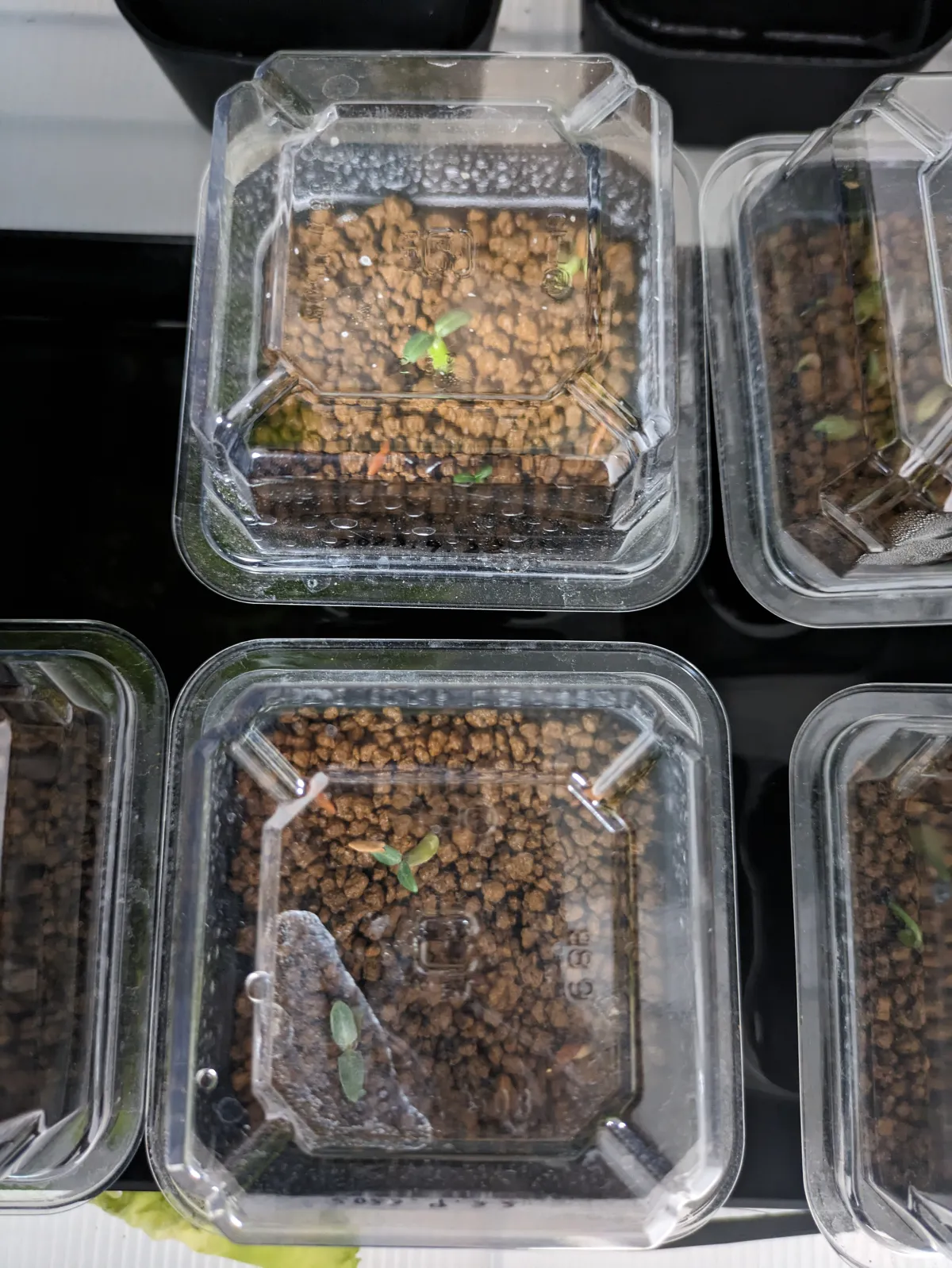 Pachypodium rosulatum var. gracilius (パキポディウム グラキリス)