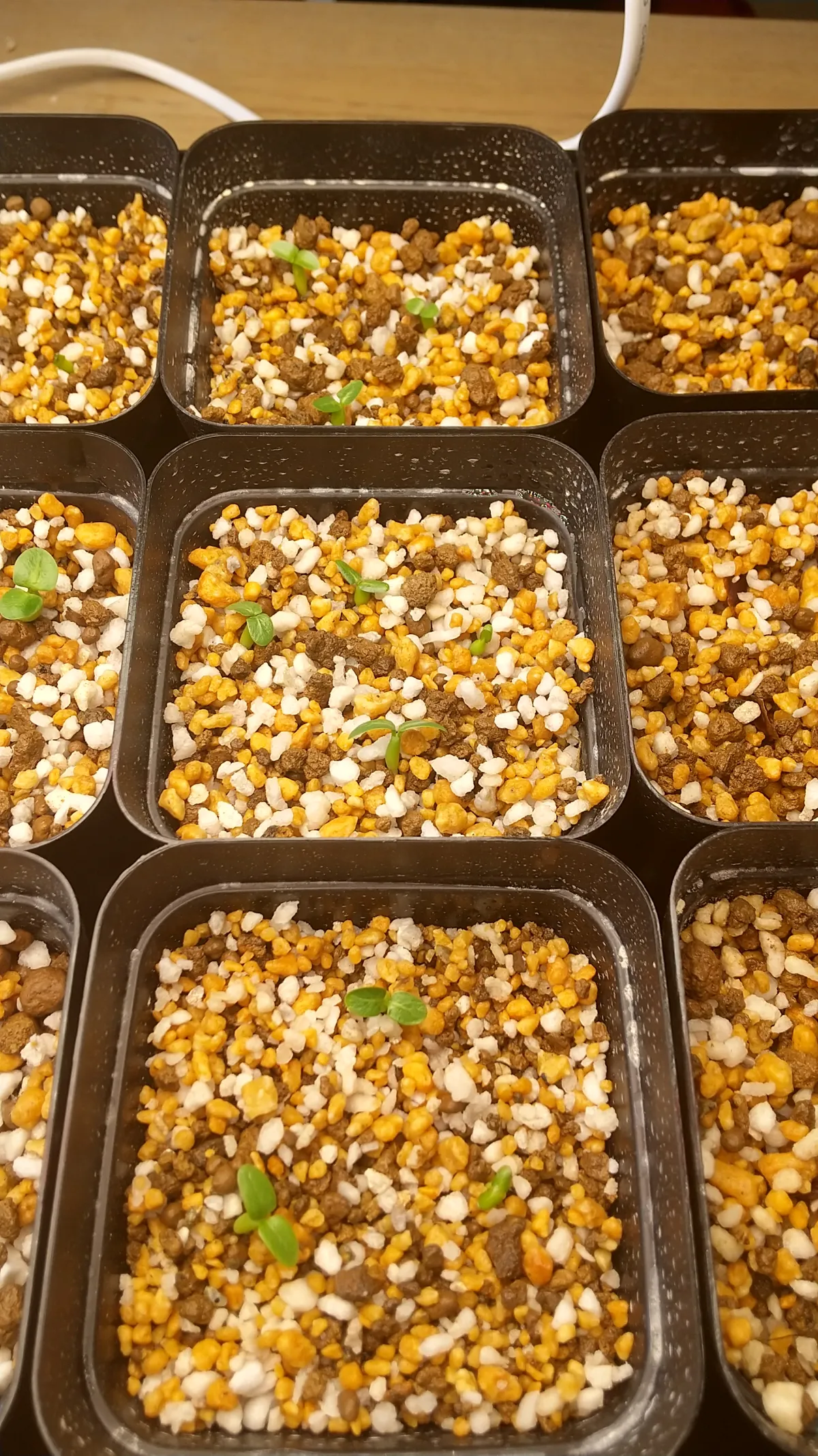 Pachypodium brevicaule subsp. leucoxanthum (パキポディウム レウコキサンツム)