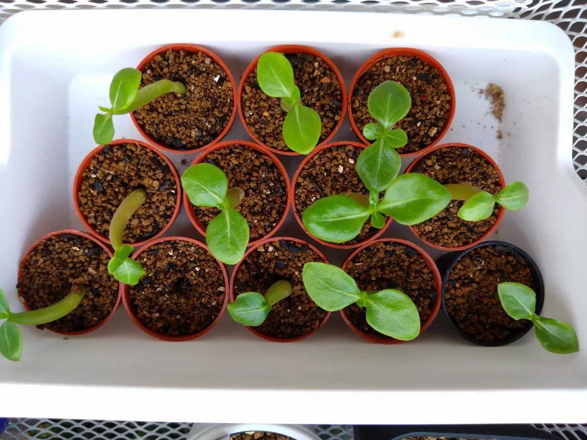 Adenium arabicum (アデニウム アラビカム)