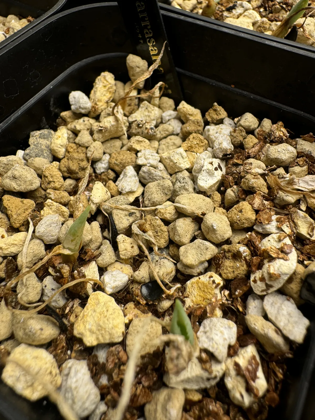 Agave parrasana (アガベ パラサナ)