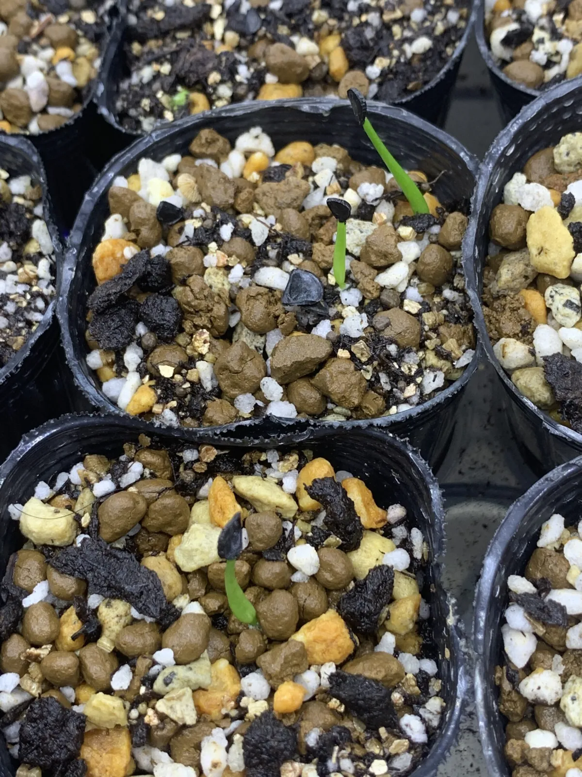 Agave salomonii Magnifica (アガベ マグニフィカ)