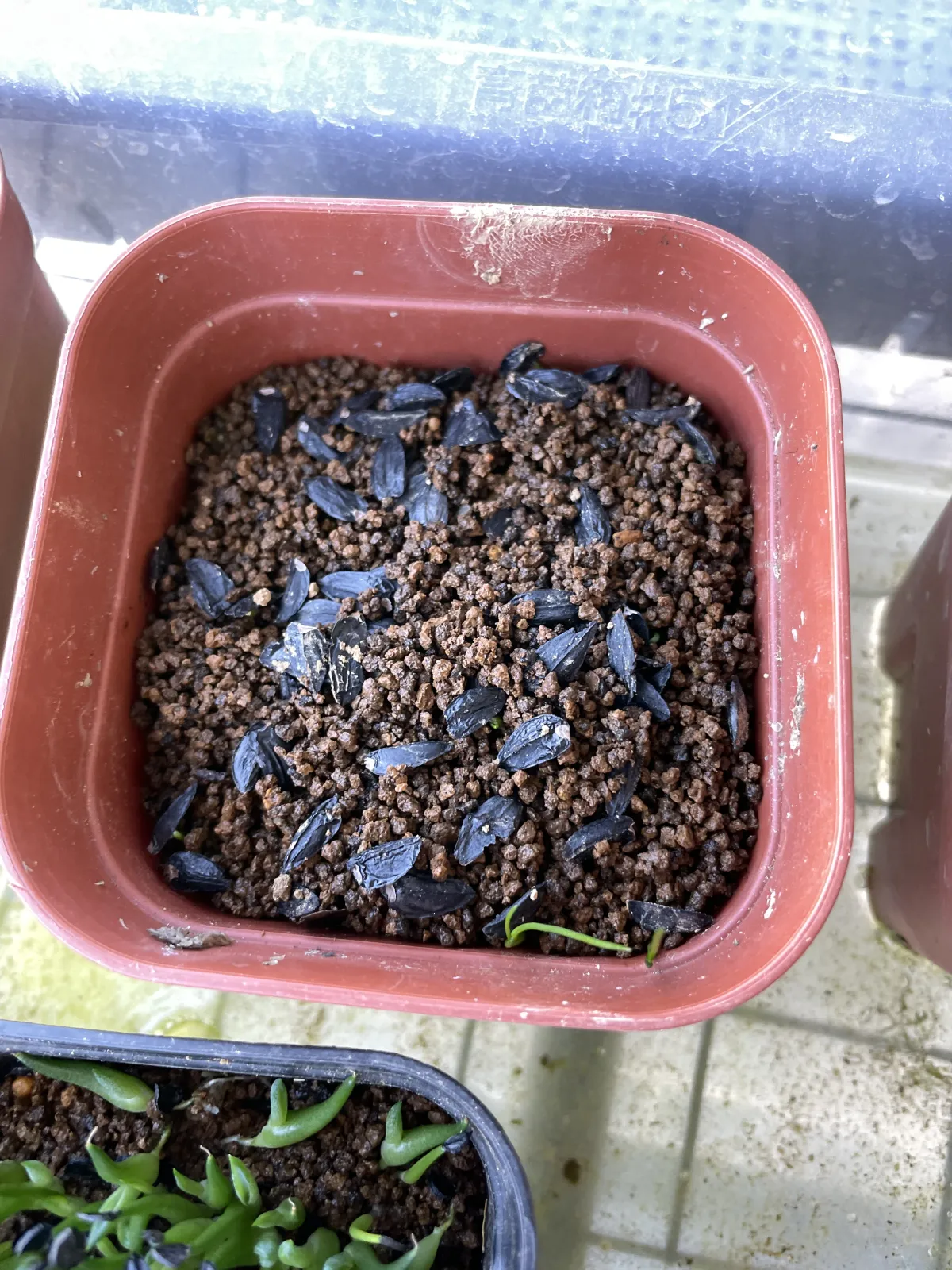 Xanthorrhoea brunonis subsp. brunonis (ザントロエア ブルーノニス)