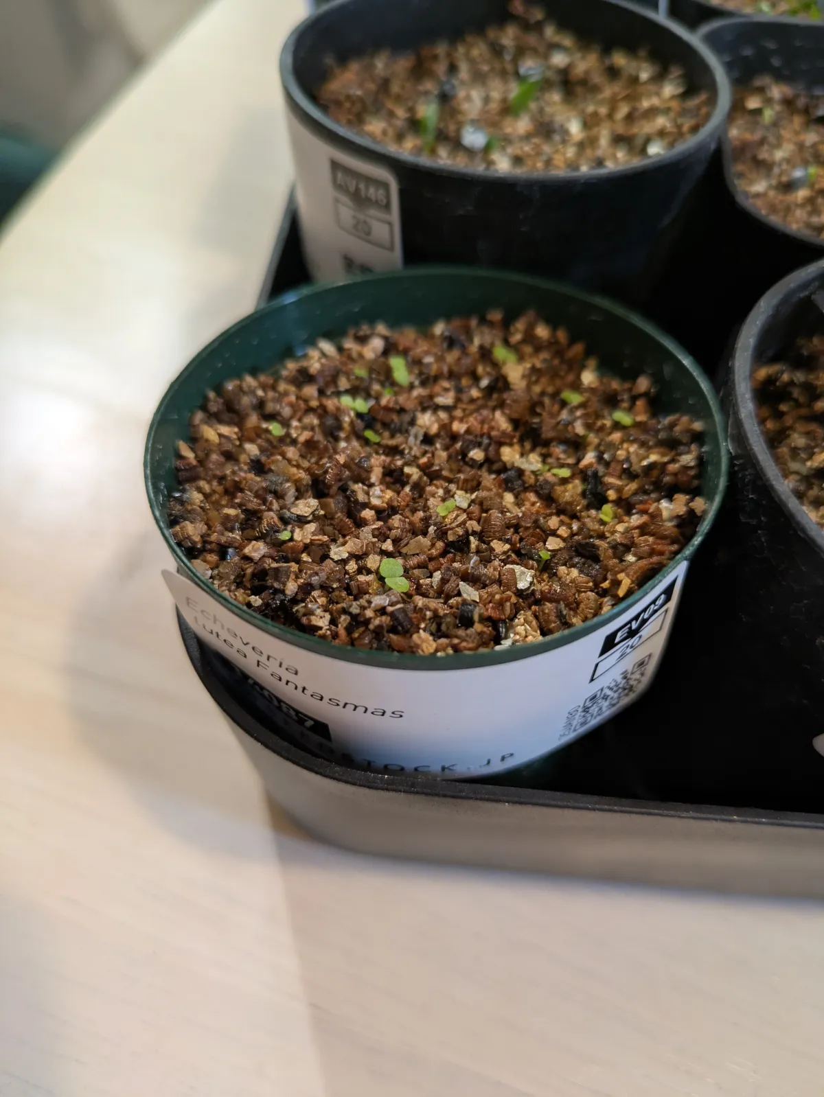 Echeveria lutea Phantasma (エケベリア ルテア ファンタズマ)