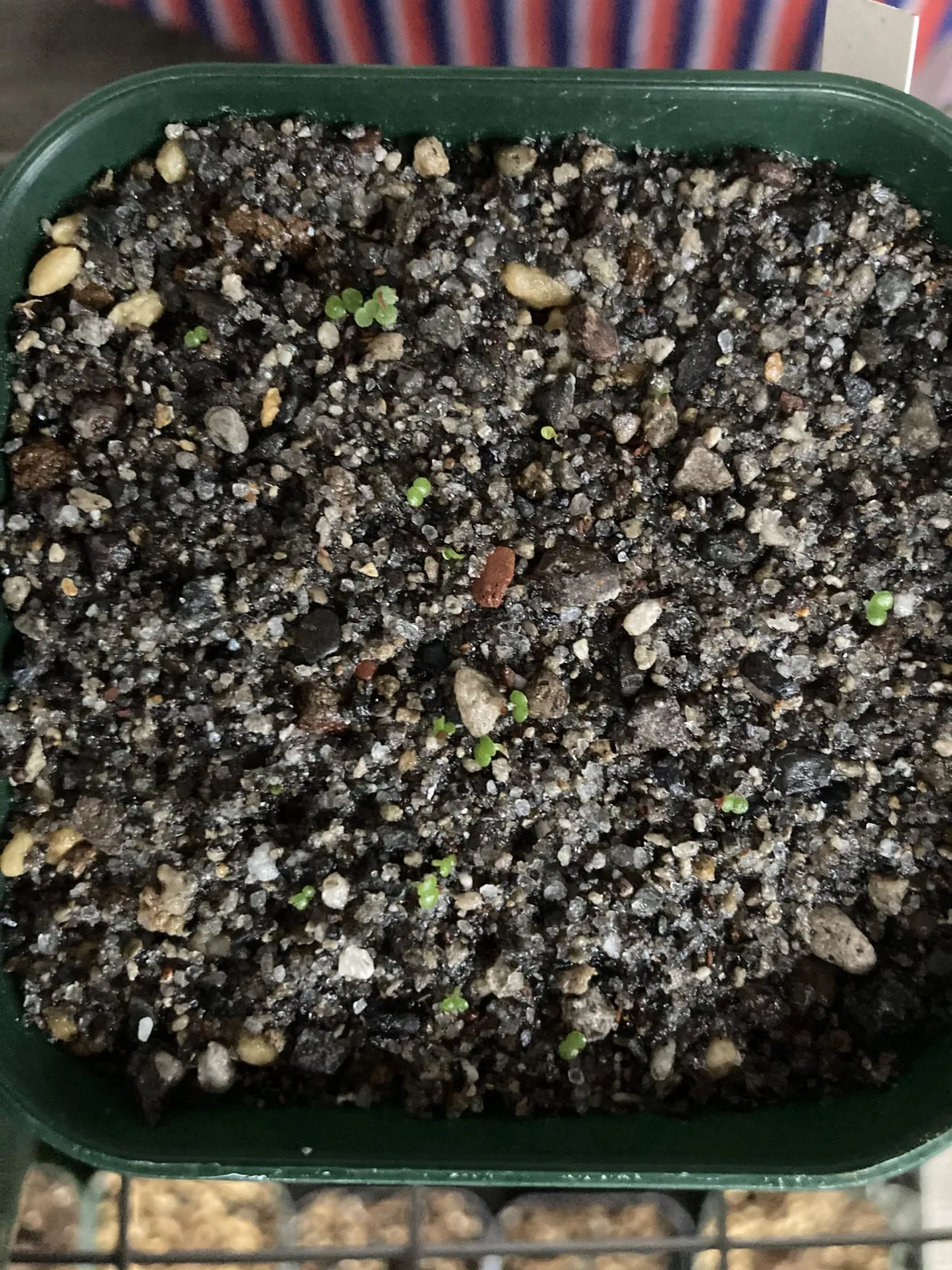 Tylecodon paniculatus (ティレコドン パニクラタス)