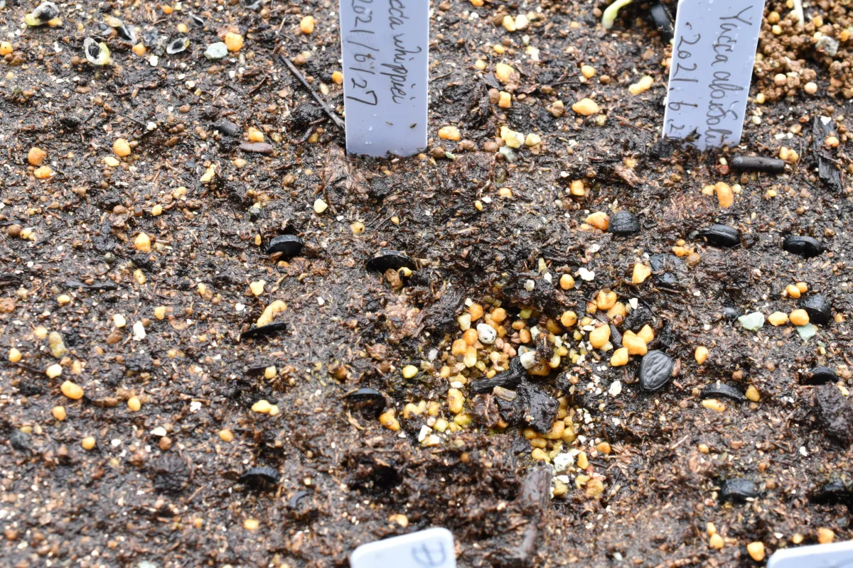 Yucca whipplei (ユッカ ウィップレイ)