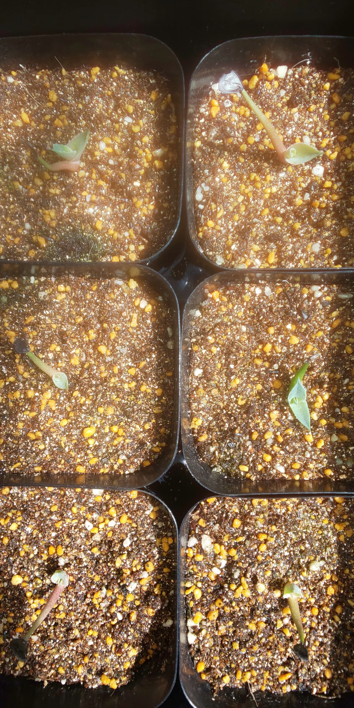 Agave inaequidens 'Ashy White' (アガベ インアクイデンス アッシーホワイト)