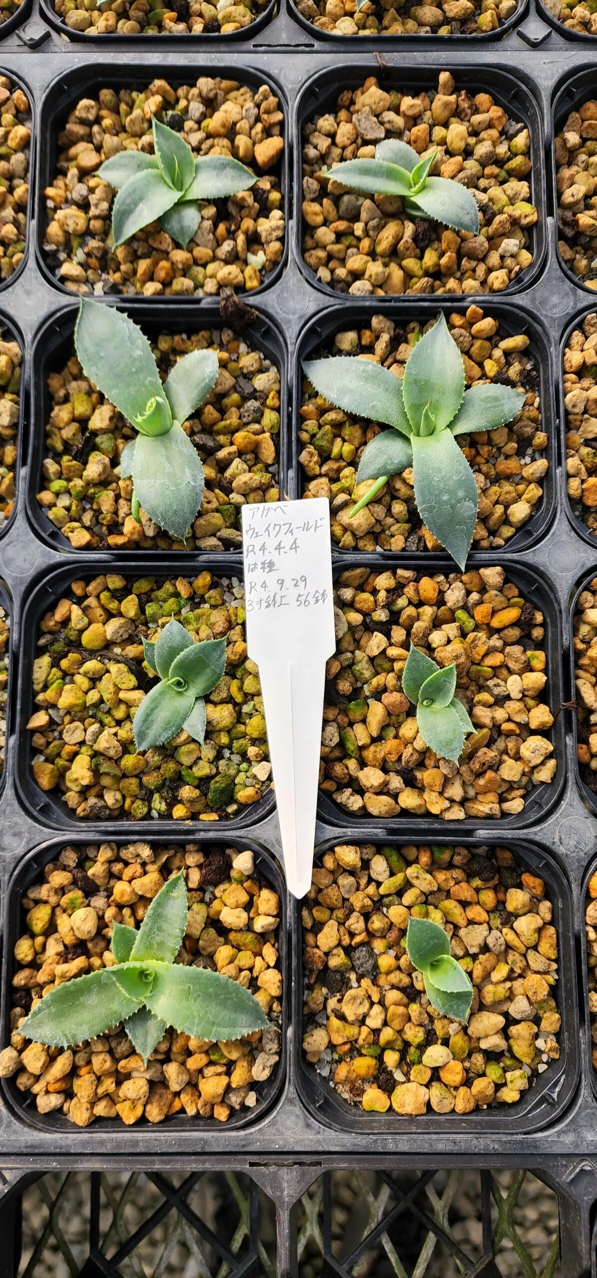 Agave parryi var. huachucensis 'Wakefield' (アガベ パリー ウェイクフィールド)