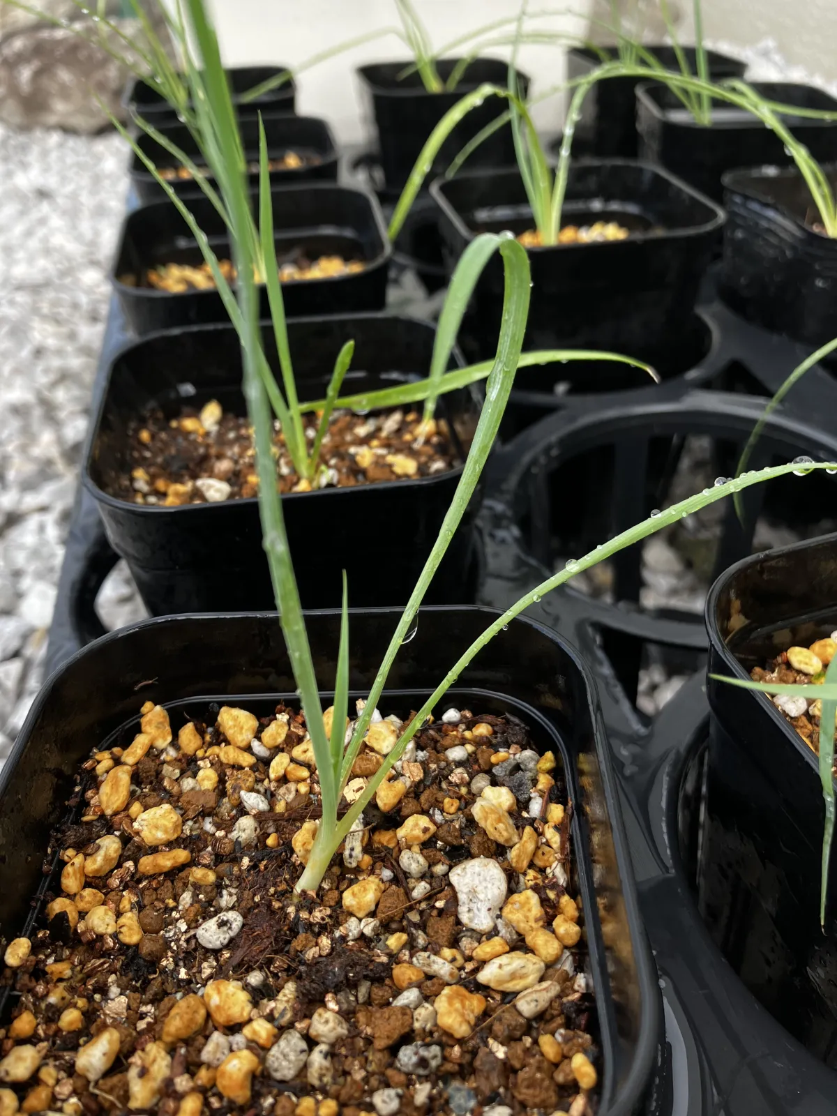 Yucca coahuilensis (ユッカ コアフイレンシスブルー)