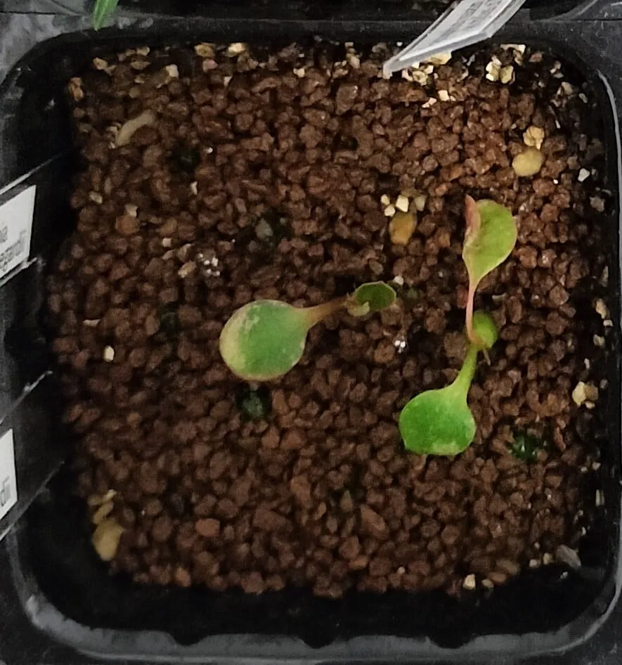 Euphorbia primulifolia var. begardii (ユーフォルビア ベガルディ)