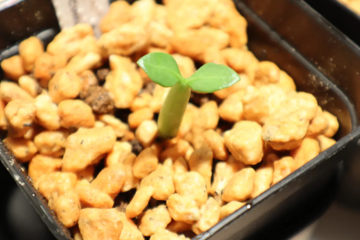 Adenium arabicum Black Stem (アデニウム アラビカム ブラックステム)