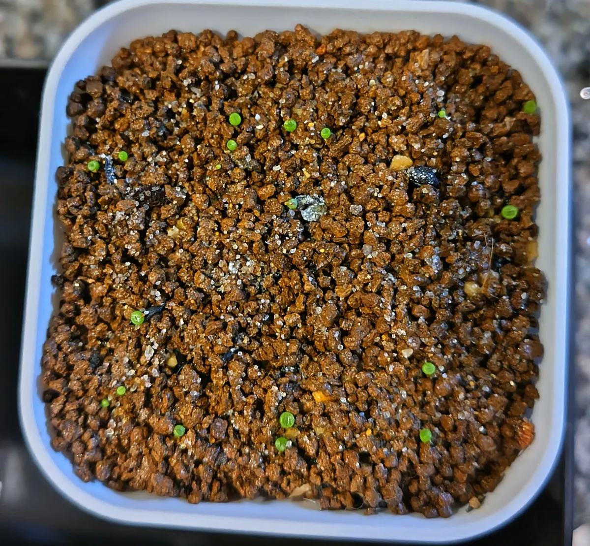 Conophytum obcordellum (コノフィツム オブコブデラム ムンダム)