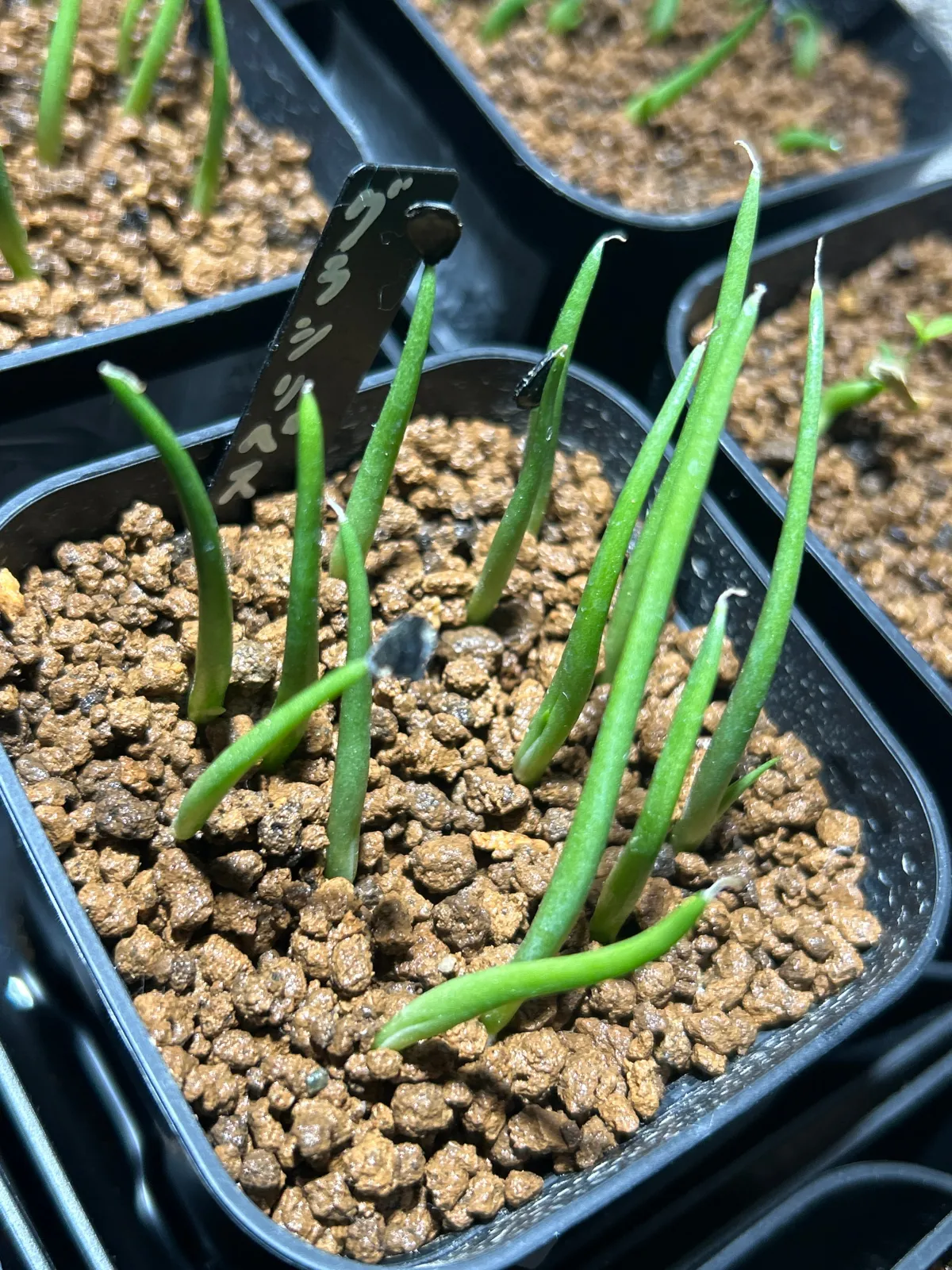 Agave gracilipes (アガベ グラシリペス)