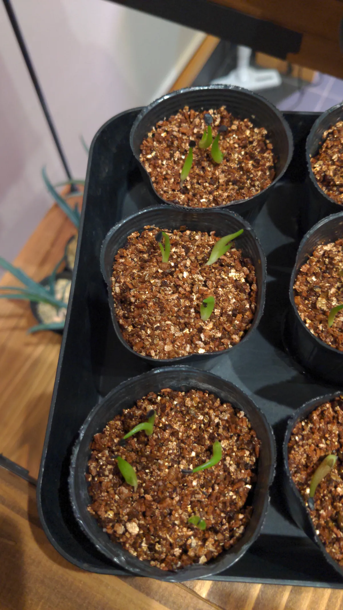 Agave oteroi (アガベ オテロイ)