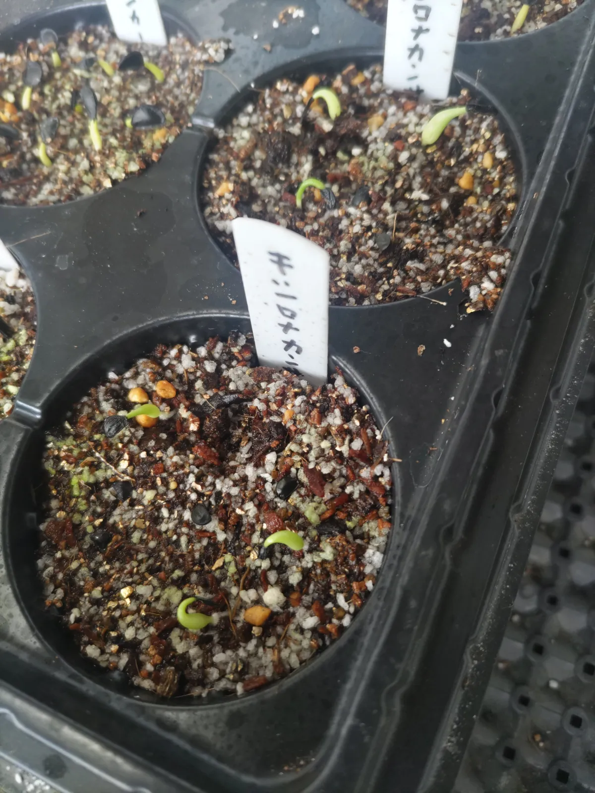 Agave xylonacantha (アガベ キシロナカンサ)