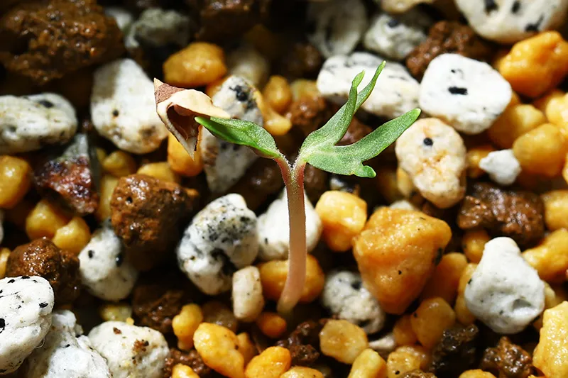 Boswellia sacra (ボスウェリア サクラ)