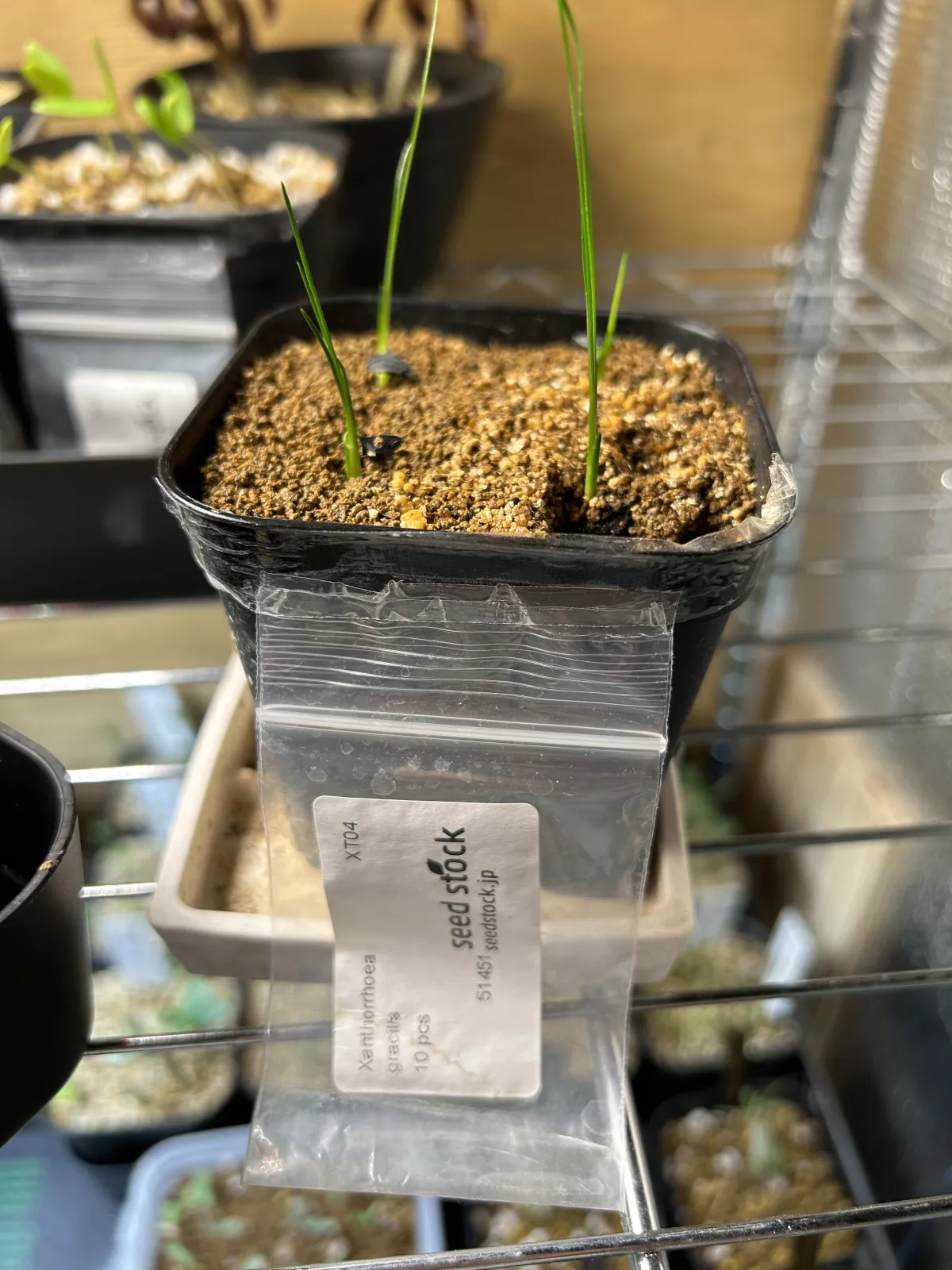 Xanthorrhoea gracilis (ザントロエア グラキリス)