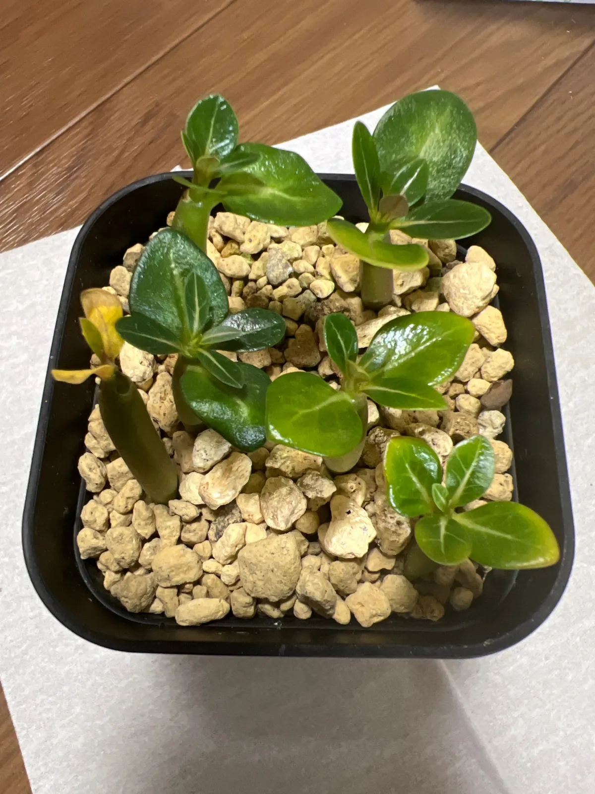 Adenium arabicum (アデニウム エイリアン)