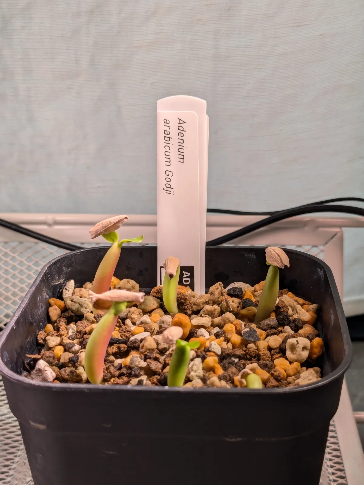 Adenium arabicum (アデニウム アラビカムゴッジ)