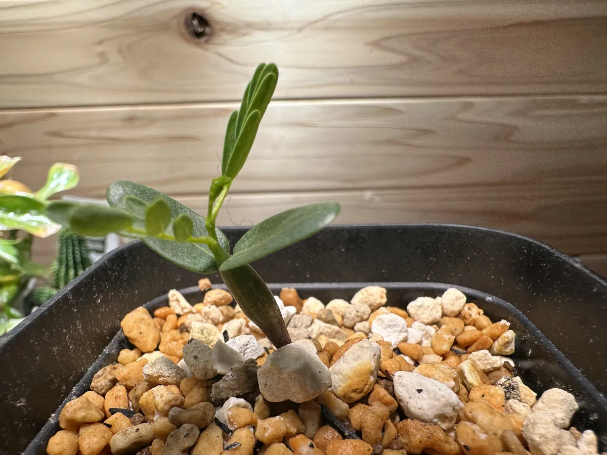 Senna meridionalis (センナ メリディオナリス)