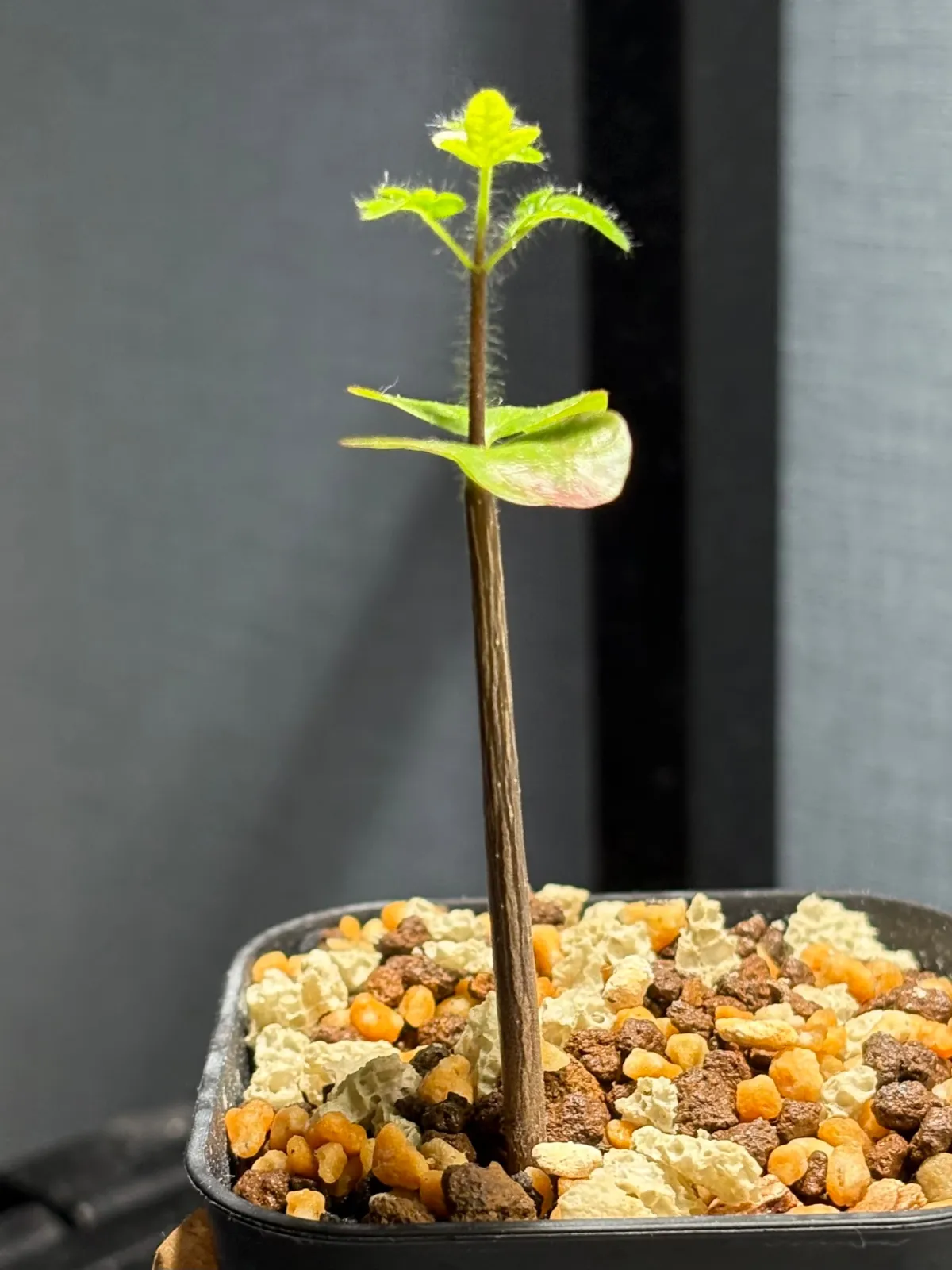 Commiphora monstruosa (コミフォラ モンストローサ)