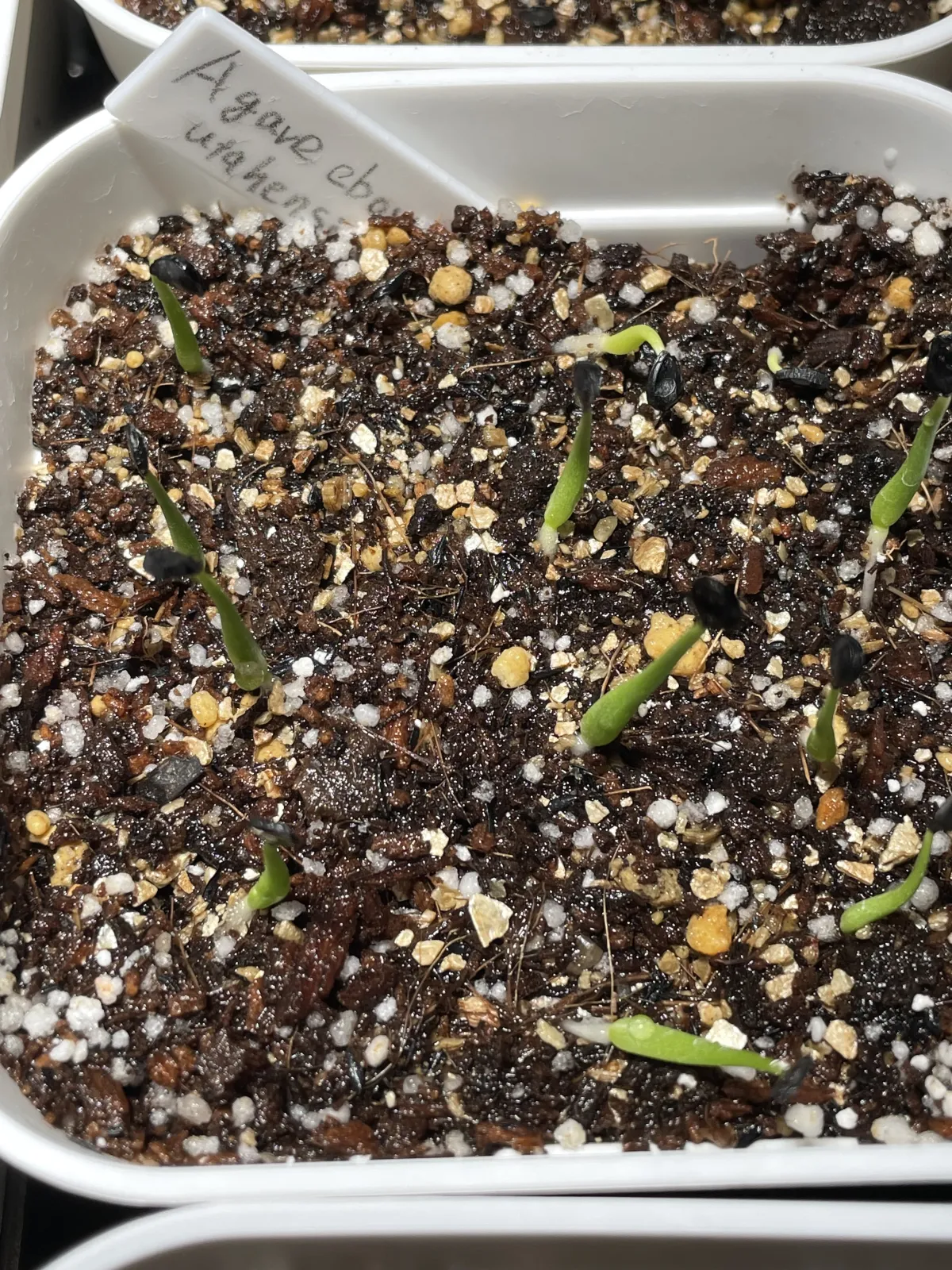 Agave utahensis var. eborispina (アガベ エボリスピナ)