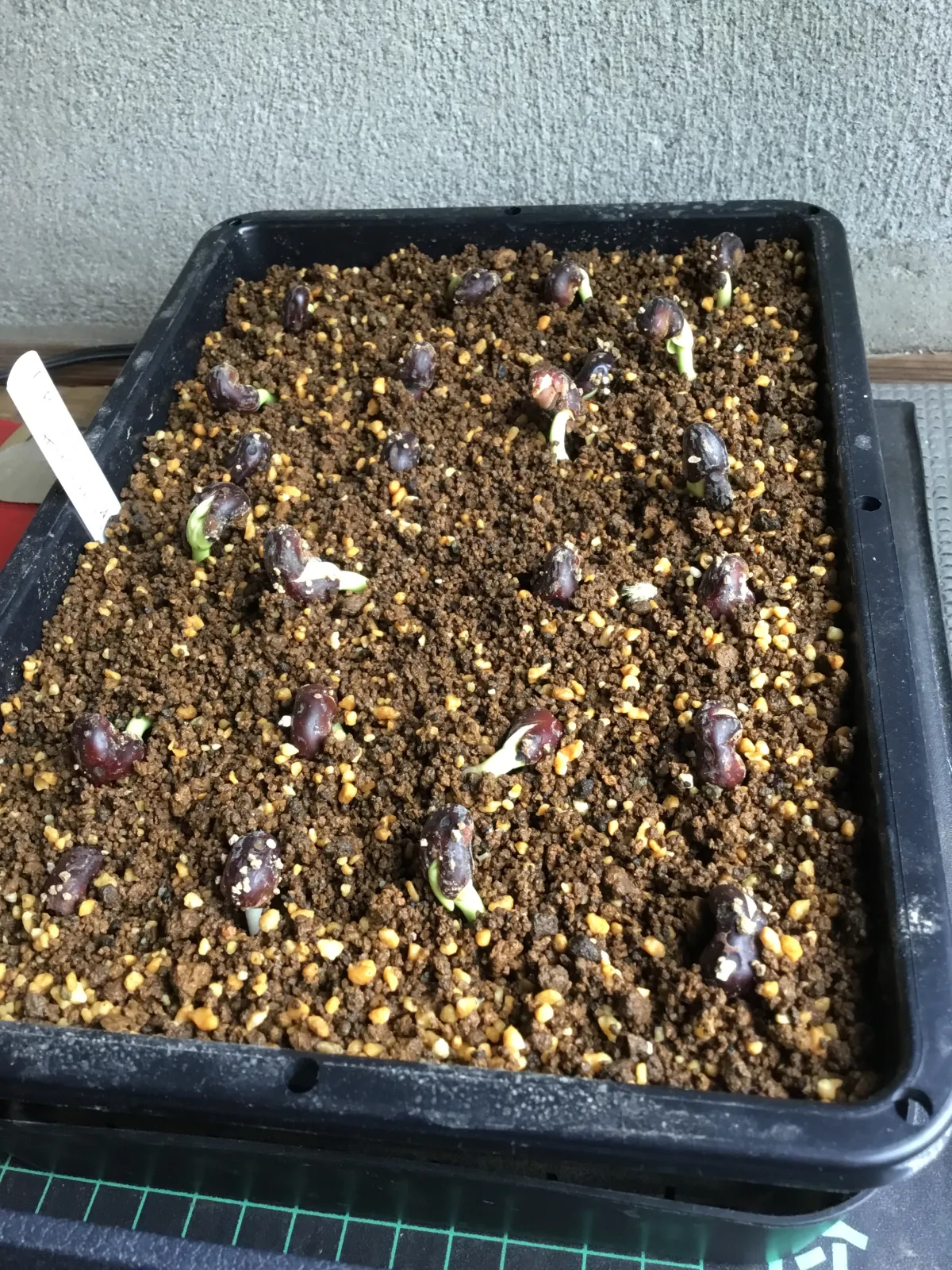 Adansonia digitata (アダンソニア（バオバブ） ディギタータ)