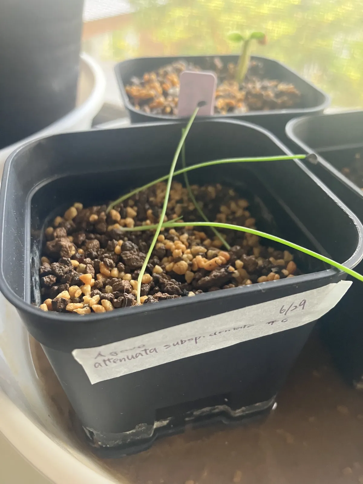 Agave attenuata subsp. dentata (アガベ アテナータ デンタータ)