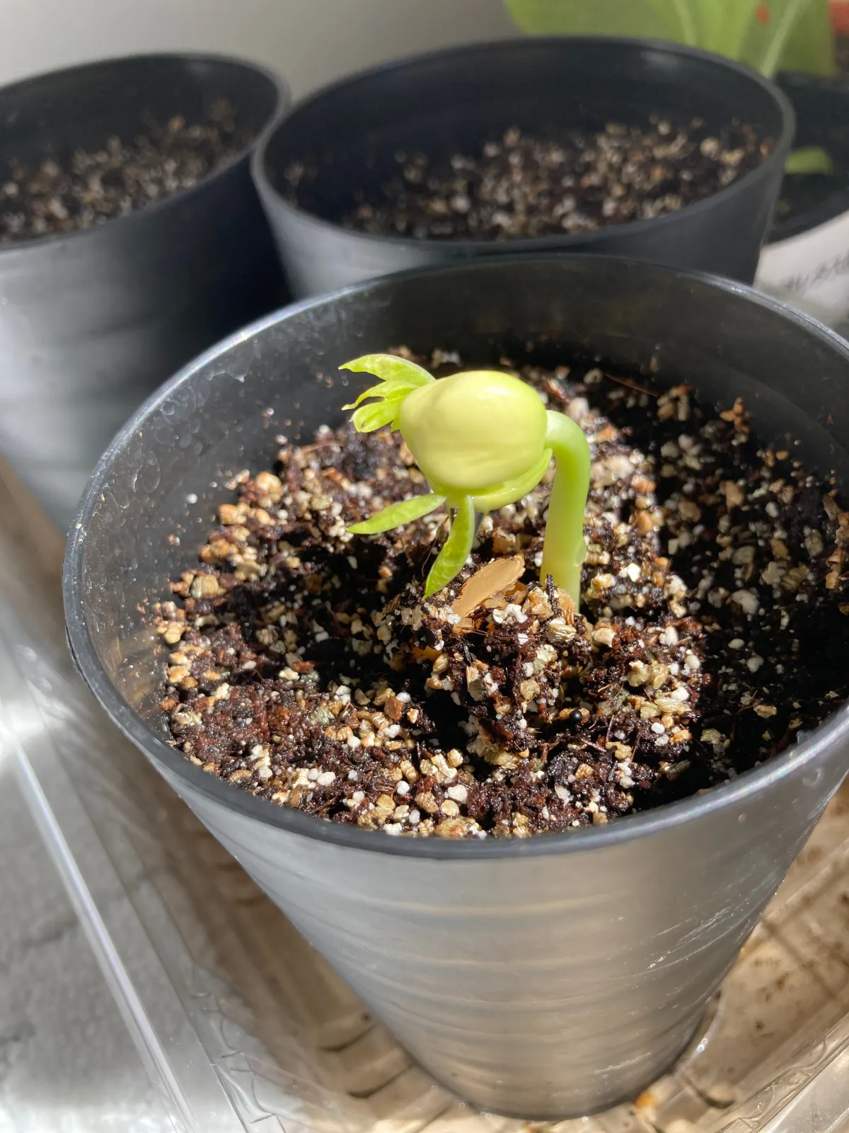 Moringa stenopetala (モリンガ ステノペタラ)