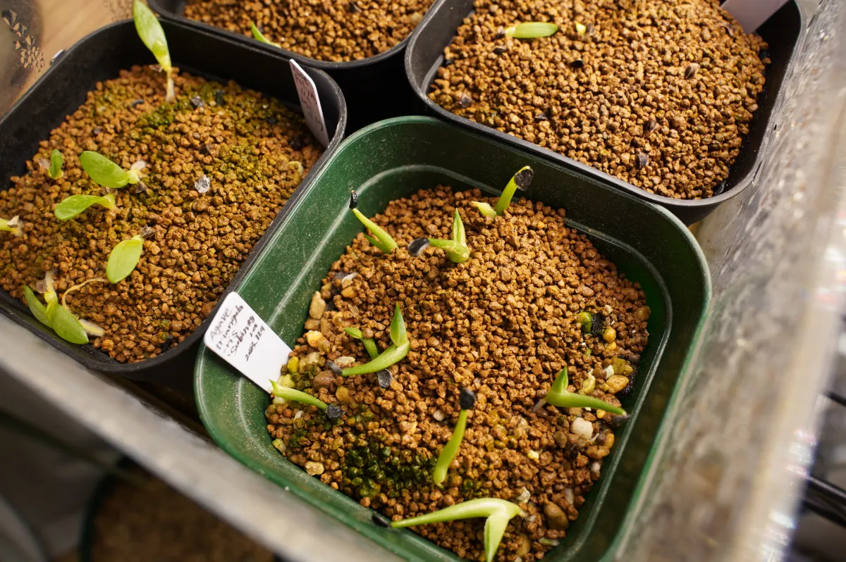 Agave triangularis (アガベ サブインテグラ)