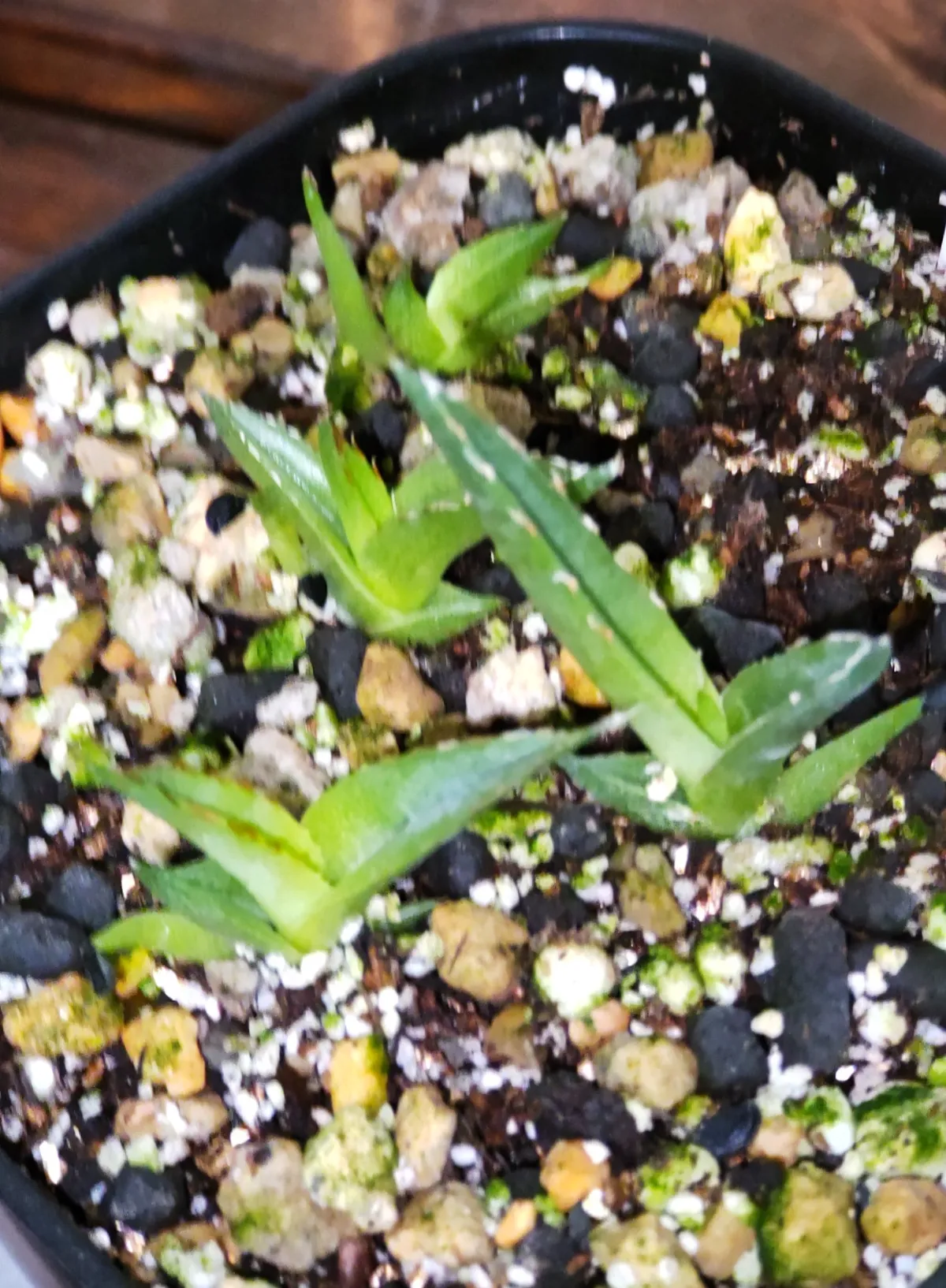 Agave victoriae-reginae (アガベ ビクトリアレジーナエ 笹の雪)