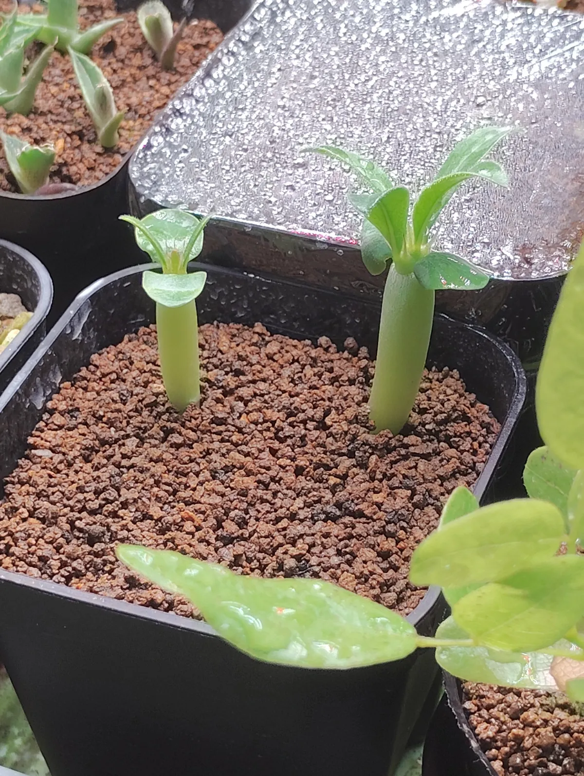 [発芽チャレンジ 終了しました] パキポディウム サンデルシー 白馬城 Pachypodium saundersii
