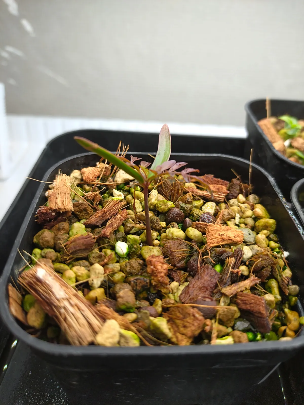 Operculicarya pachypus (オペルクリカリア パキプス2025D)