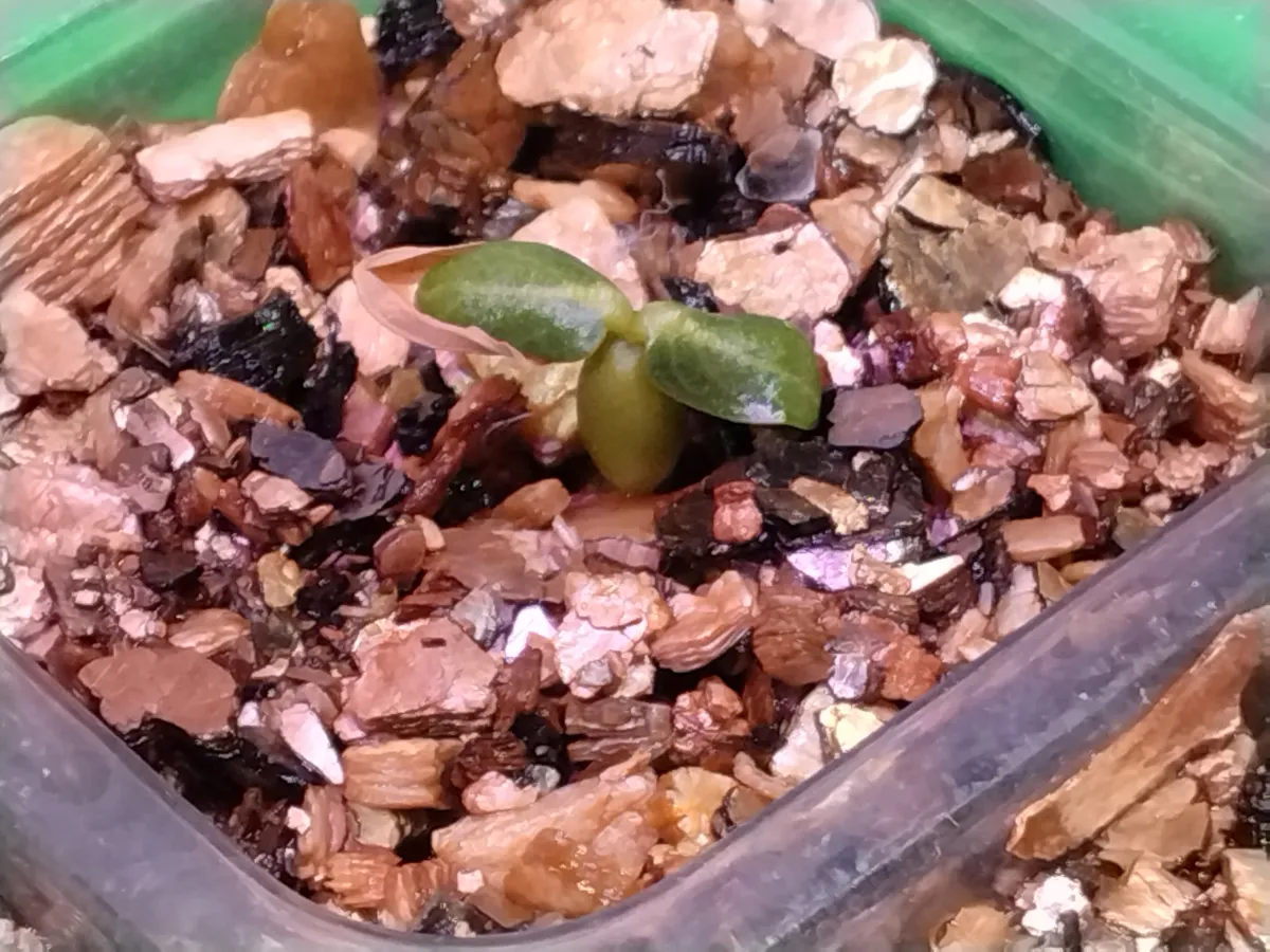 Pachypodium rosulatum var. gracilius (パキポディウム グラキリス)