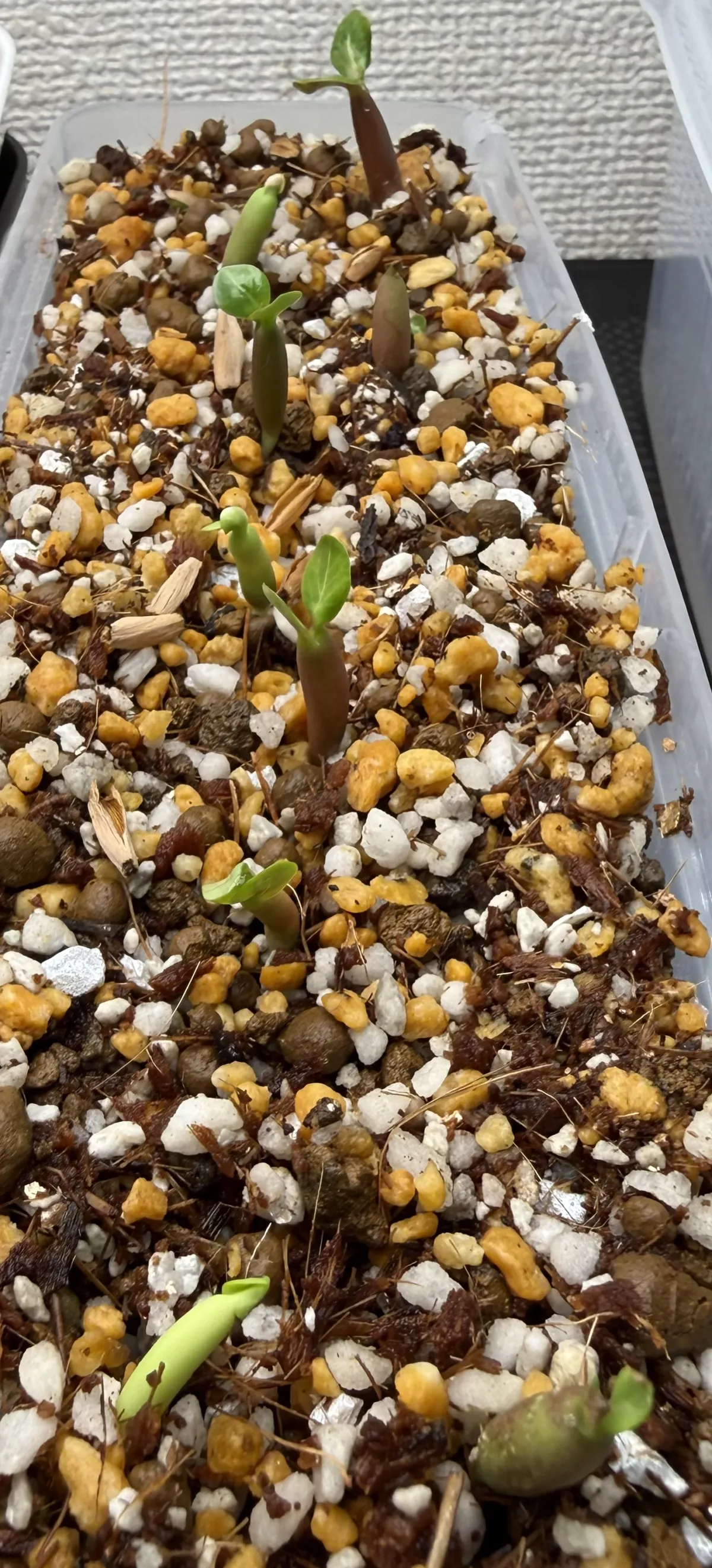 Adenium somalense (アデニウム ソマレンセ)