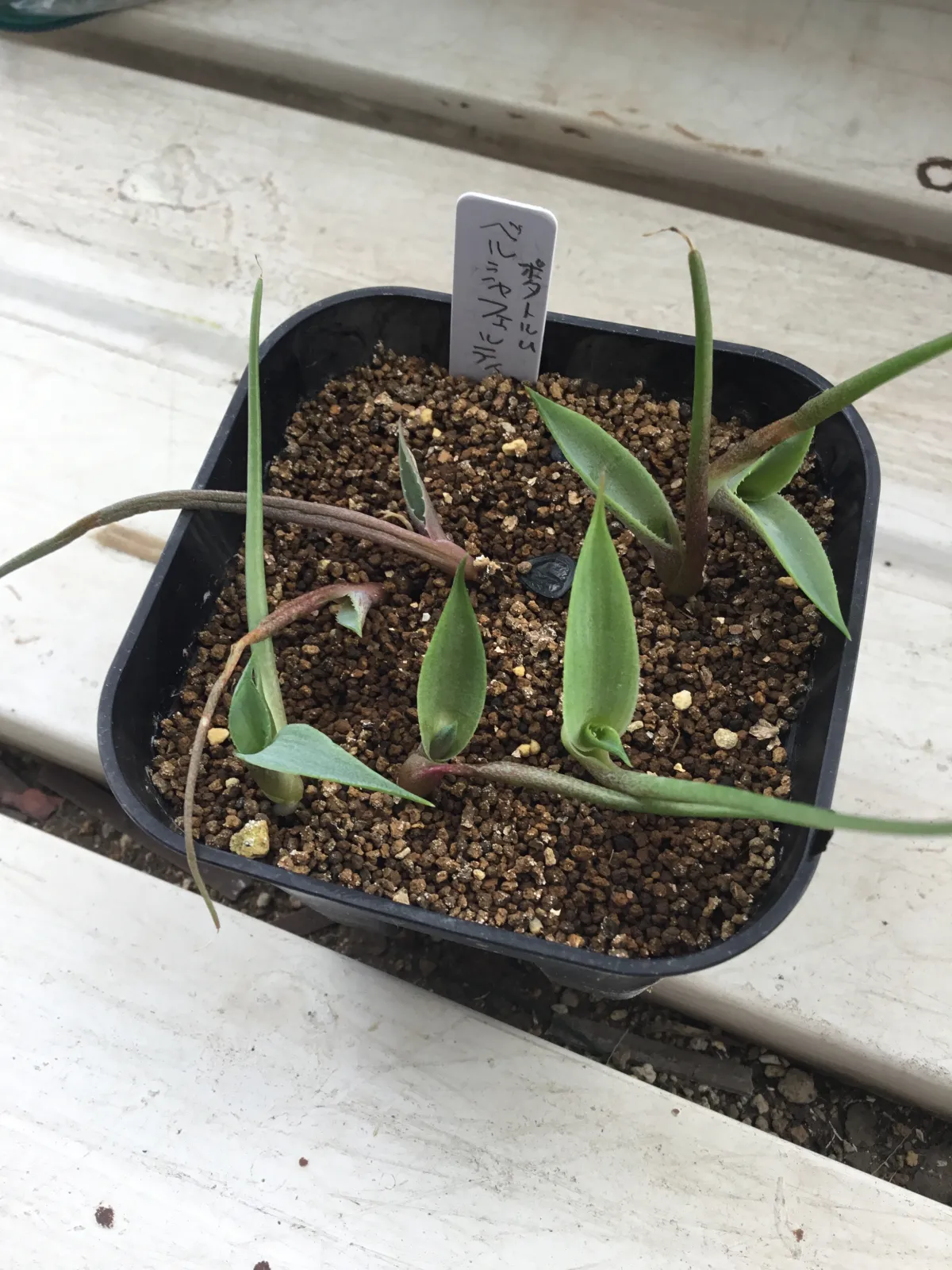 Agave potatorum var. verschaffeltii (アガベ ベルシャフェルティ)