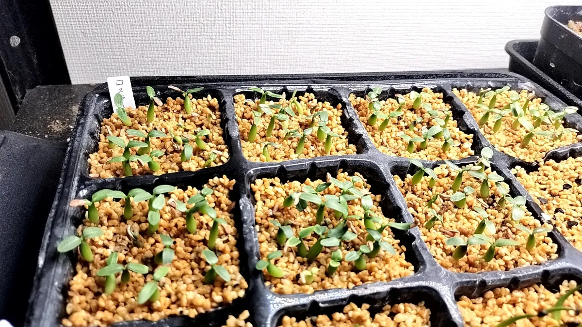 Pachypodium rosulatum (パキポディウム ロスラーツム)