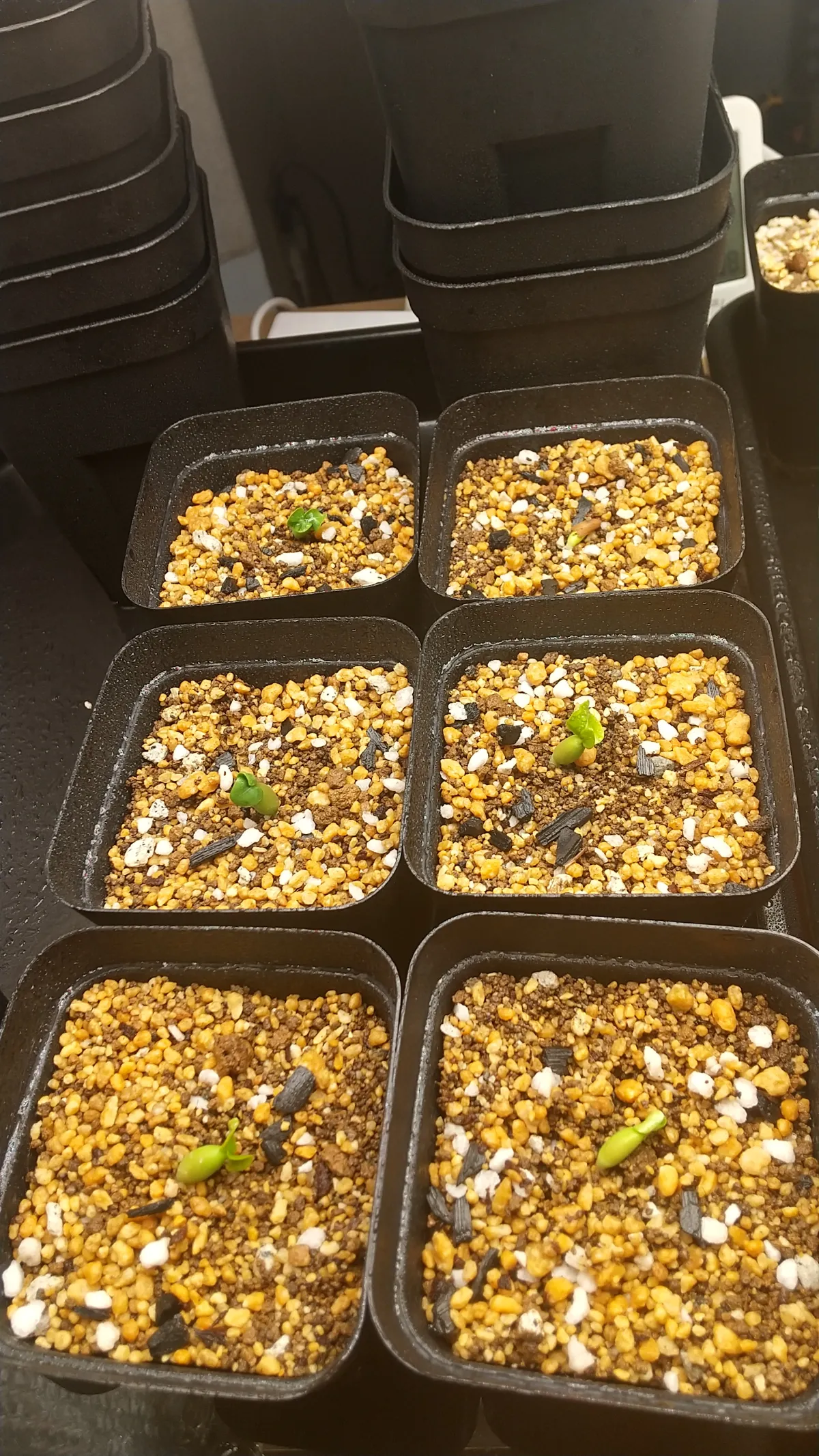 Adenium DHA PPL (アデニウム DHA PPL)