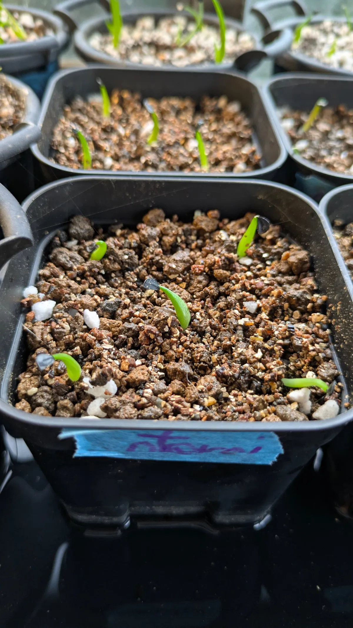 Agave oteroi (アガベ オテロイ)