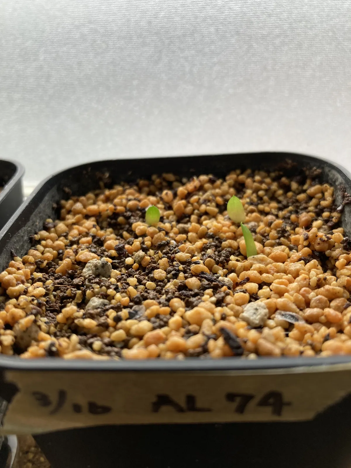 Aloe pratensis (アロエ プラテンシス)