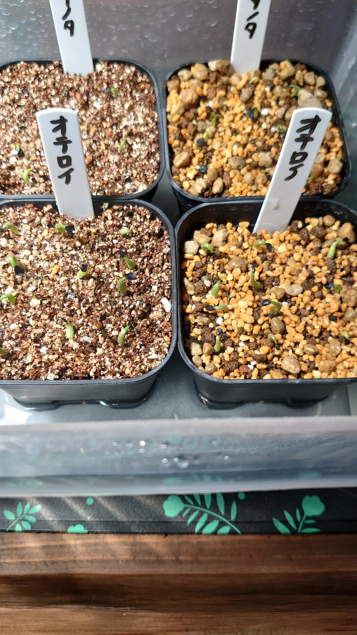 Agave oteroi (アガベ オテロイ)